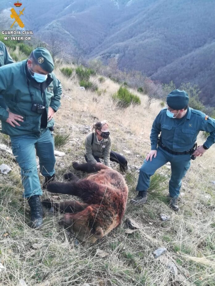 Sucesos.- Investigan a un hombre por la muerte de un ejemplar hembra de oso pardo en Fuentes Carrionas en Palencia