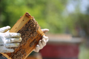 Abejas. Montaña Palentina, Apicultores