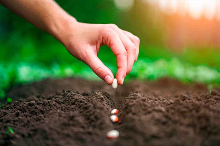 huerto urbano Vamos Palencia