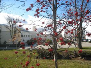 Campus de La Yutera de Palencia.