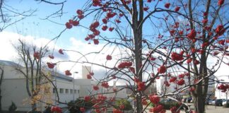 Campus de La Yutera de Palencia.