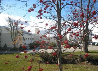 Campus de La Yutera de Palencia.