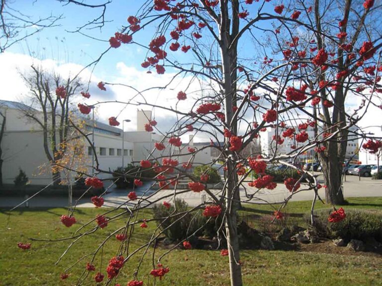 Campus de La Yutera de Palencia.