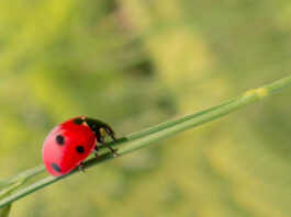 Naturaleza