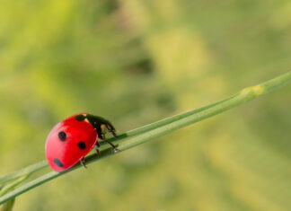 Naturaleza