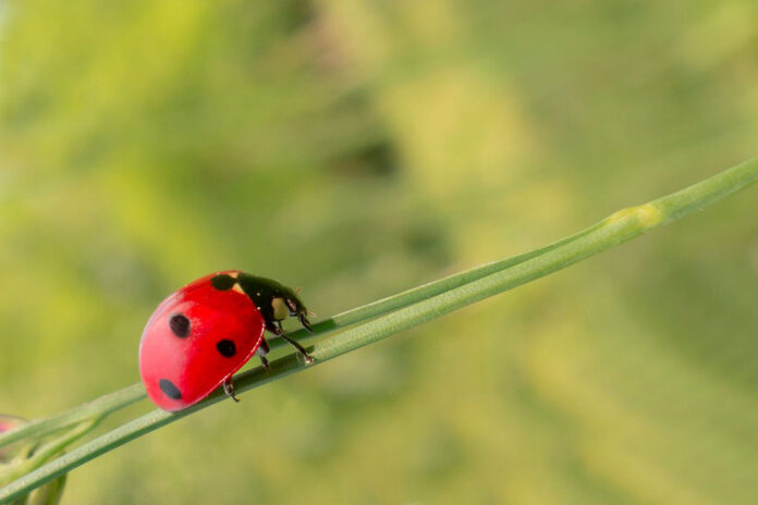 Naturaleza