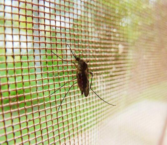 mosquito