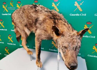 La Guardia Civil investiga a tres personas por varios delitos de caza sobre el lobo ibérico