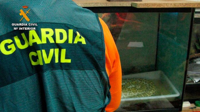 Especies-protegidas-de-fauna-silvestre-intervenidas-en-Palencia-por-la-Guardia-Civil22