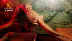 Especies-protegidas-de-fauna-silvestre-intervenidas-en-Palencia-por-la-Guardia-Civil22