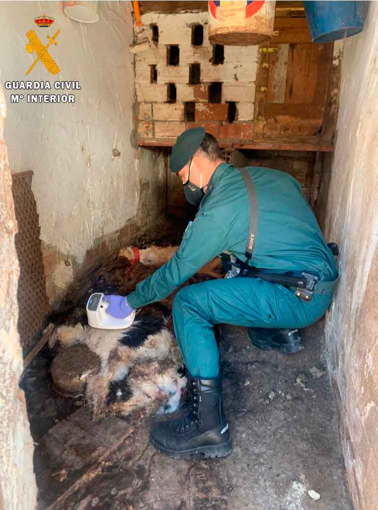 maltrato animal en guardo - guardia civil de Palenca