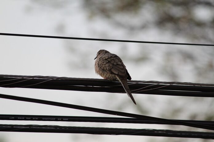 Ave pajaro tendido electrico