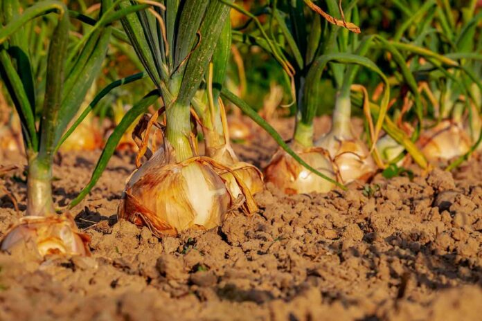 huerta-cebolla-cultivo-tierra-agricultura