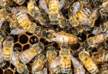 Abejas