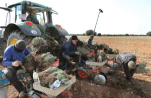 Plantación de lavandin en una finca de la provinica de Palencia