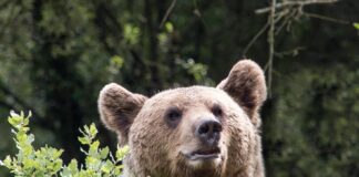 oso pardo