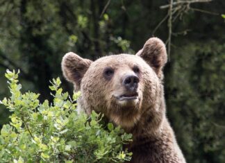 oso pardo