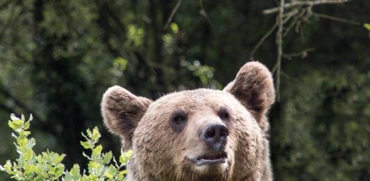 oso pardo