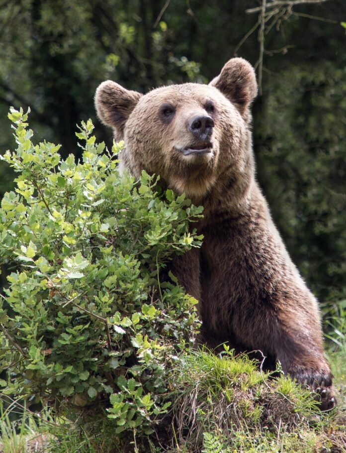 oso pardo