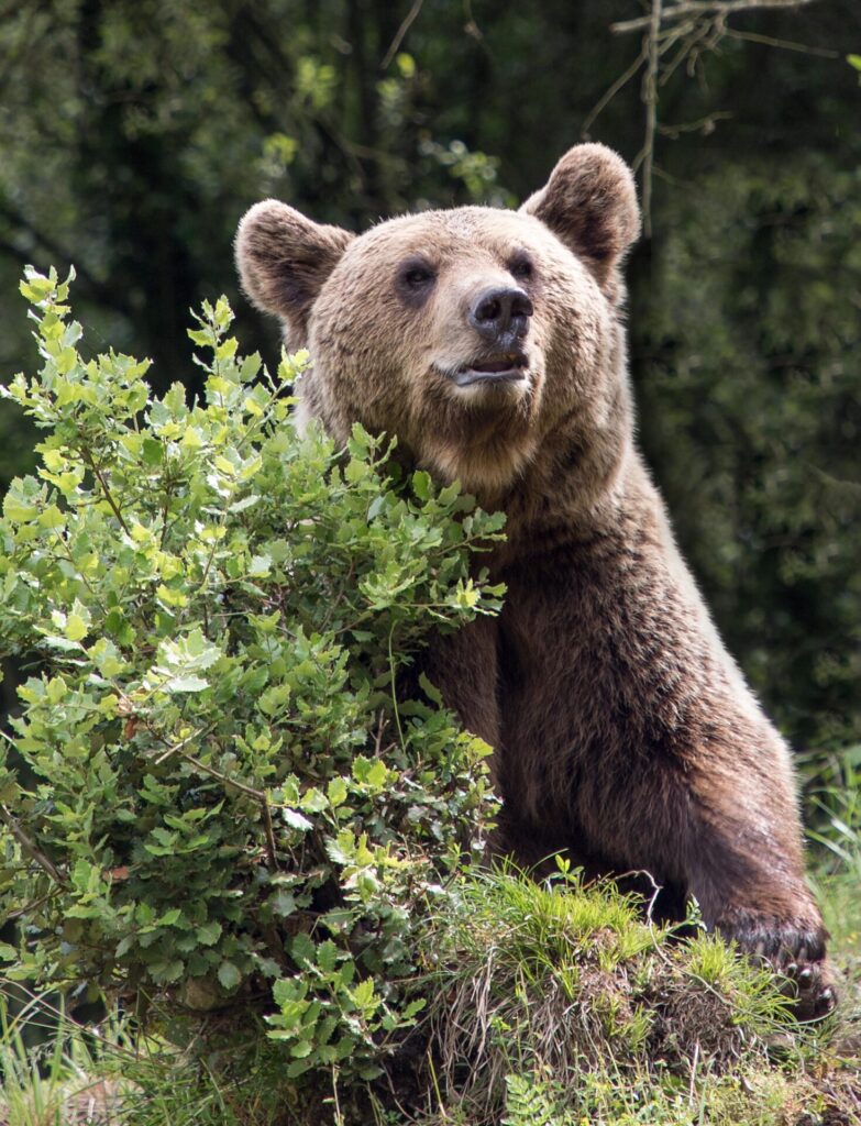 oso pardo