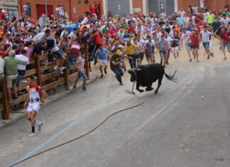 Toro enmaromado benavente