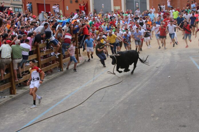 Toro enmaromado benavente