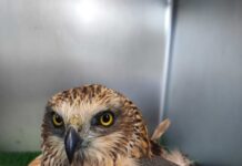 Aguilucho rescatado en Castilla y León