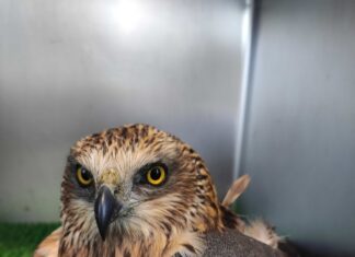 Aguilucho rescatado en Castilla y León