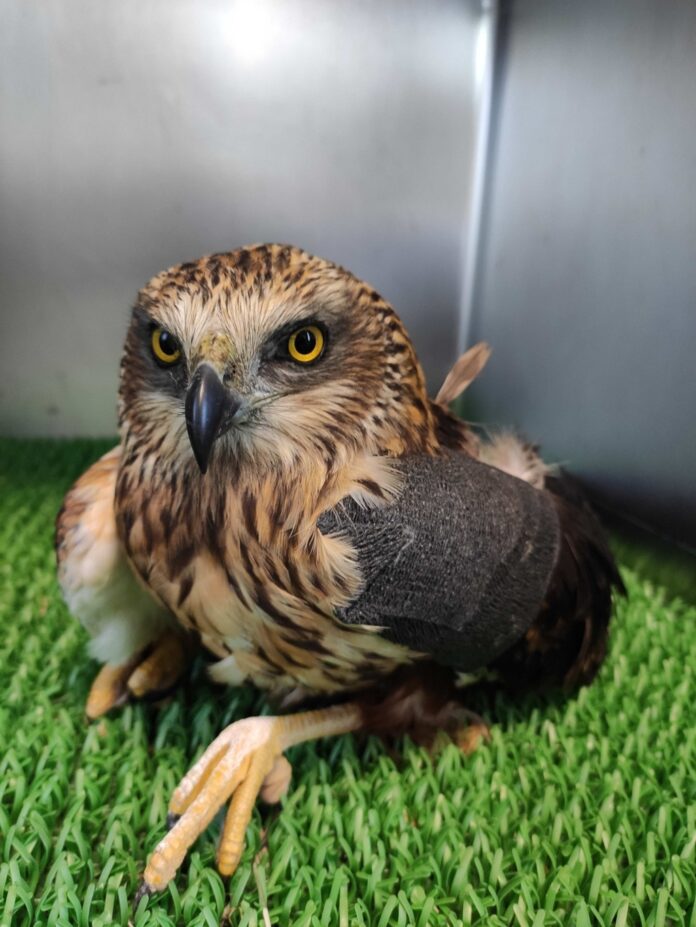 Aguilucho rescatado en Castilla y León