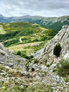 oso montaña palentina enfrentamiento