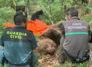 oso montaña palentina enfrentamiento