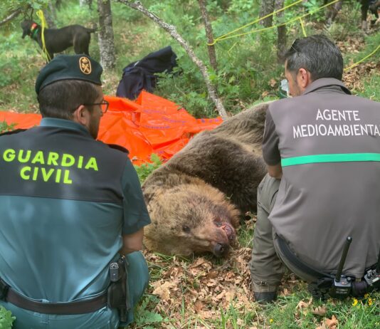 oso montaña palentina enfrentamiento