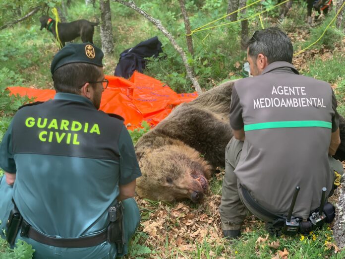 oso montaña palentina enfrentamiento