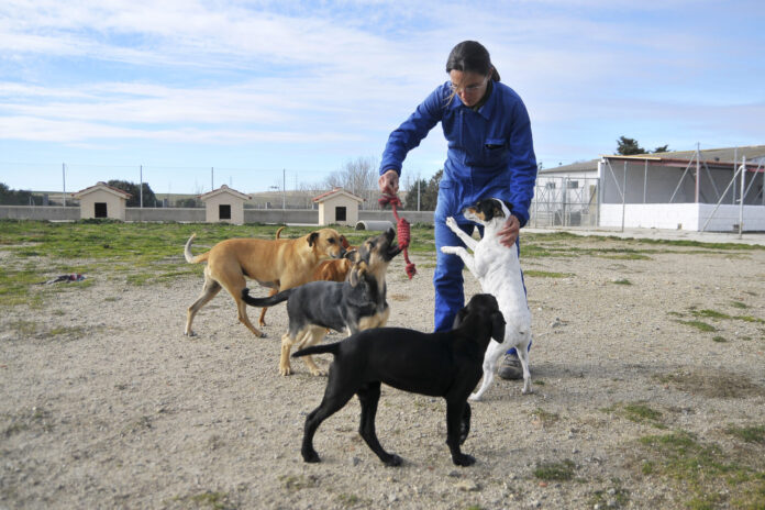 sacrificio cero animales provincia palencia abandonados