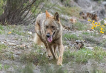 lobo