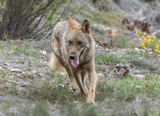 lobo