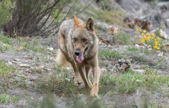 lobo