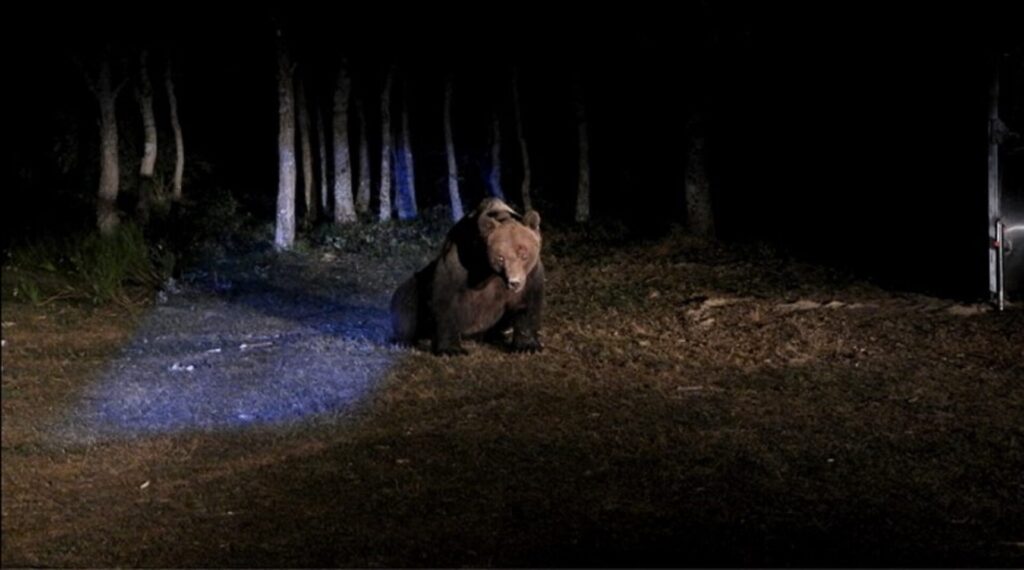 Oso montaña palentina marcan con gps