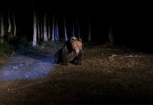 Oso montaña palentina marcan con gps