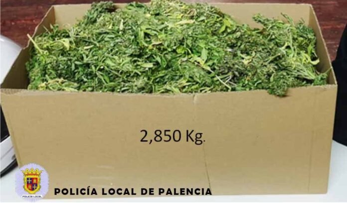 marihuana policía local de palencia