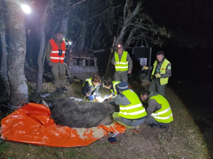 Oso montaña palentina GPS