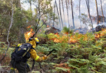 Incendio en bosque