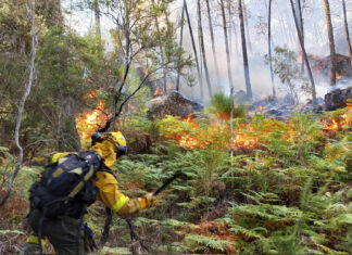 Incendio en bosque