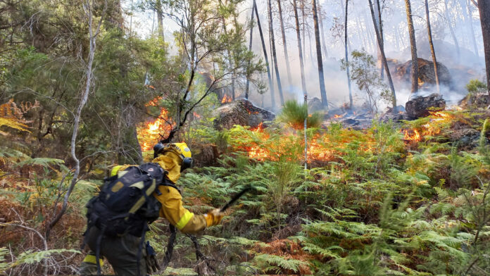 Incendio en bosque