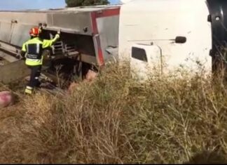 Guardo Camión herido volcado cerdos