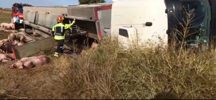 Guardo Camión herido volcado cerdos