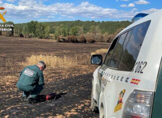 La Guardia Civil investiga incendios forestales provocados en Palencia - Verano 2022