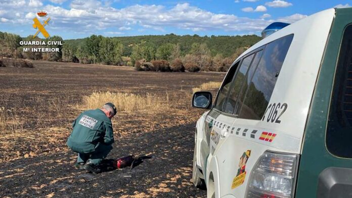 La Guardia Civil investiga incendios forestales provocados en Palencia - Verano 2022