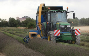Cosecha y transformación de Lavandín en Palencia Un momento de la cosecha de lavandín en un terreno cercano a Palencia