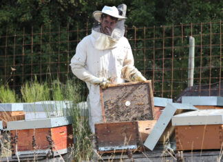 Montaña Palentina apicultura sequía calor